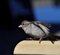 Bornholmer Foto Vogel