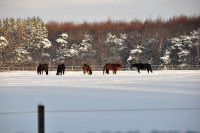 Bornholm sne Billeder - Bornholm Schnee Foto