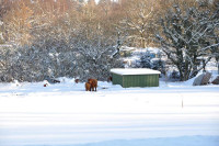 Bornholm sne Billeder - Bornholm Schnee Foto