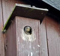 Ein Amseljunges wird gefüttert / Vang - Bornholm -- Fodring af Solsort barn / Vang - Bornholm