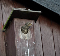 Ein Amseljunges wird gefüttert / Vang - Bornholm -- Fodring af Solsort barn / Vang - Bornholm