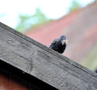 Ein Amseljunges wird gefüttert / Vang - Bornholm -- Fodring af Solsort barn / Vang - Bornholm