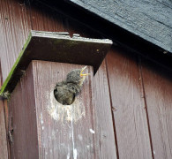 Ein Amseljunges wird gefüttert / Vang - Bornholm -- Fodring af Solsort barn / Vang - Bornholm