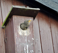 Ein Amseljunges wird gefüttert / Vang - Bornholm -- Fodring af Solsort barn / Vang - Bornholm