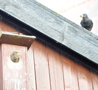 Ein Amseljunges wird gefüttert / Vang - Bornholm -- Fodring af Solsort barn / Vang - Bornholm