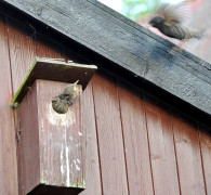 Ein Amseljunges wird gefüttert / Vang - Bornholm -- Fodring af Solsort barn / Vang - Bornholm