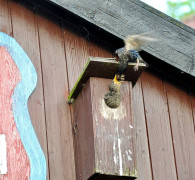 Ein Amseljunges wird gefüttert / Vang - Bornholm -- Fodring af Solsort barn / Vang - Bornholm