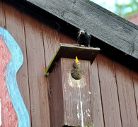 Ein Amseljunges wird gefüttert / Vang - Bornholm -- Fodring af Solsort barn / Vang - Bornholm