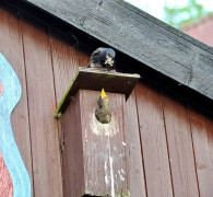 Ein Amseljunges wird gefüttert / Vang - Bornholm -- Fodring af Solsort barn / Vang - Bornholm