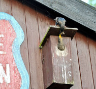 Ein Amseljunges wird gefüttert / Vang - Bornholm -- Fodring af Solsort barn / Vang - Bornholm