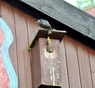 Ein Amseljunges wird gefüttert / Vang - Bornholm -- Fodring af Solsort barn / Vang - Bornholm