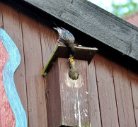 Ein Amseljunges wird gefüttert / Vang - Bornholm -- Fodring af Solsort barn / Vang - Bornholm