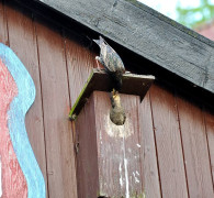 Ein Amseljunges wird gefüttert / Vang - Bornholm -- Fodring af Solsort barn / Vang - Bornholm