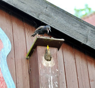 Ein Amseljunges wird gefüttert / Vang - Bornholm -- Fodring af Solsort barn / Vang - Bornholm