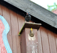 Ein Amseljunges wird gefüttert / Vang - Bornholm -- Fodring af Solsort barn / Vang - Bornholm