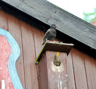 Ein Amseljunges wird gefüttert / Vang - Bornholm -- Fodring af Solsort barn / Vang - Bornholm