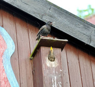 Ein Amseljunges wird gefüttert / Vang - Bornholm -- Fodring af Solsort barn / Vang - Bornholm