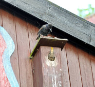 Ein Amseljunges wird gefüttert / Vang - Bornholm -- Fodring af Solsort barn / Vang - Bornholm