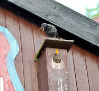 Ein Amseljunges wird gefüttert / Vang - Bornholm -- Fodring af Solsort barn / Vang - Bornholm