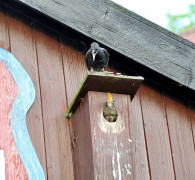 Ein Amseljunges wird gefüttert / Vang - Bornholm -- Fodring af Solsort barn / Vang - Bornholm