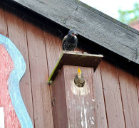 Ein Amseljunges wird gefüttert / Vang - Bornholm -- Fodring af Solsort barn / Vang - Bornholm