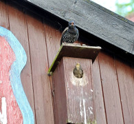 Ein Amseljunges wird gefüttert / Vang - Bornholm -- Fodring af Solsort barn / Vang - Bornholm