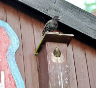 Ein Amseljunges wird gefüttert / Vang - Bornholm -- Fodring af Solsort barn / Vang - Bornholm