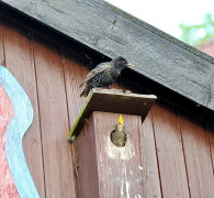 Ein Amseljunges wird gefüttert / Vang - Bornholm -- Fodring af Solsort barn / Vang - Bornholm