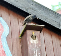 Ein Amseljunges wird gefüttert / Vang - Bornholm -- Fodring af Solsort barn / Vang - Bornholm