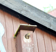 Ein Amseljunges wird gefüttert / Vang - Bornholm -- Fodring af Solsort barn / Vang - Bornholm