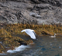 Hammerhafen bootsfahrt - Bornholm - Hammerhafen sejltur