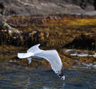 Hammerhafen bootsfahrt - Bornholm - Hammerhafen sejltur