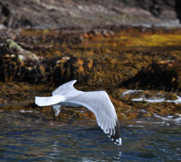 Hammerhafen bootsfahrt - Bornholm - Hammerhafen sejltur