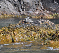 Hammerhafen bootsfahrt - Bornholm - Hammerhafen sejltur