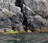 Hammerhafen bootsfahrt - Bornholm - Hammerhafen sejltur