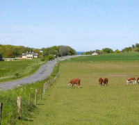 gade-hammershus-til-sandvig-bornholm.jpg